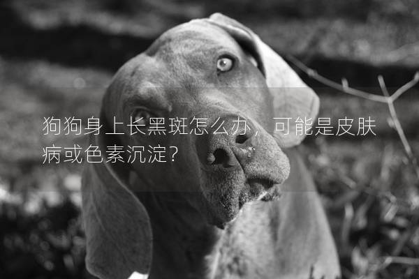 狗狗身上长黑斑怎么办，可能是皮肤病或色素沉淀？