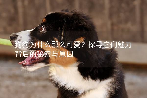 狗狗为什么那么可爱?探寻它们魅力背后的秘密与原因 狗狗为什么那么可爱?探寻它们魅力背后的秘密与原因