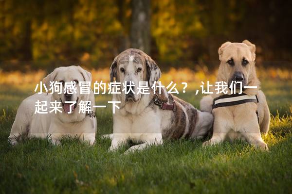 小狗感冒的症状是什么?,让我们一起来了解一下 小狗感冒的症状是什么?,让我们一起来了解一下