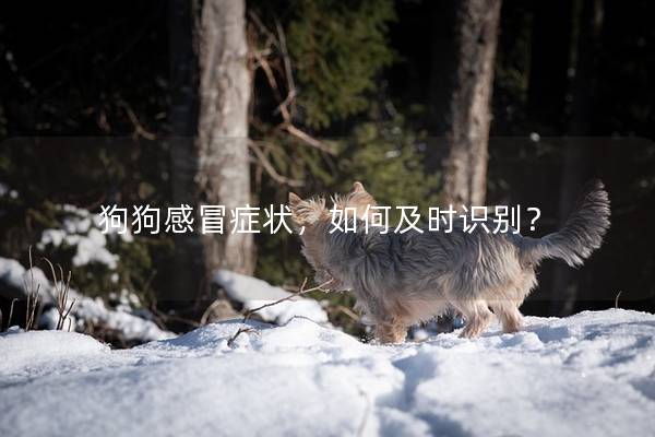 狗狗感冒症状，如何及时识别？