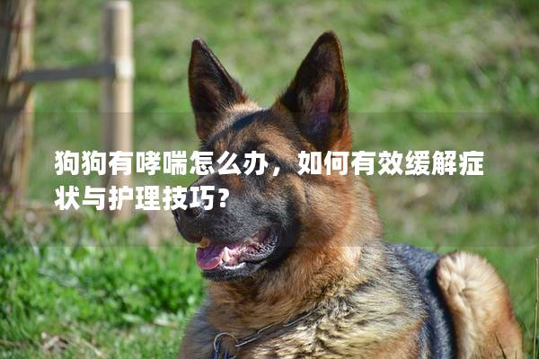 狗狗有哮喘怎么办，如何有效缓解症状与护理技巧？