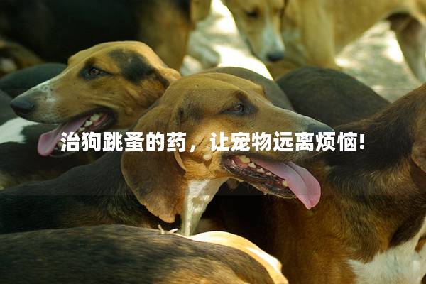 治狗跳蚤的药,让宠物远离烦恼! 治狗跳蚤的药,让宠物远离烦恼!