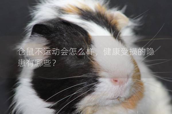 仓鼠不运动会怎么样，健康受损的隐患有哪些？