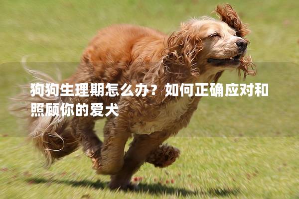 狗狗生理期怎么办？如何正确应对和照顾你的爱犬