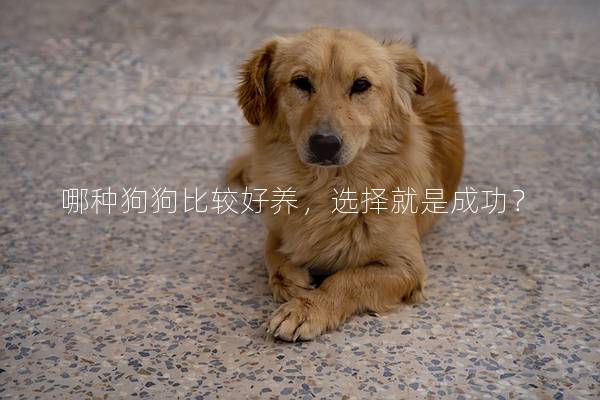 哪种狗狗比较好养,选择就是成功? 哪种狗狗比较好养,选择就是成功?