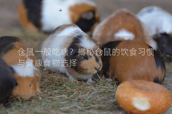 仓鼠一般吃啥?揭秘仓鼠的饮食习惯与健康食物选择 仓鼠一般吃啥?揭秘仓鼠的饮食习惯与健康食物选择