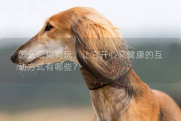 怎么陪狗狗玩,让它开心又健康的互动方式有哪些? 怎么陪狗狗玩,让它开心又健康的互动方式有哪些?