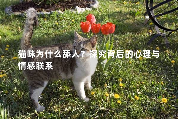 猫咪为什么舔人?探究背后的心理与情感联系 猫咪为什么舔人?探究背后的心理与情感联系