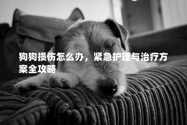 狗狗损伤怎么办，紧急护理与治疗方案全攻略