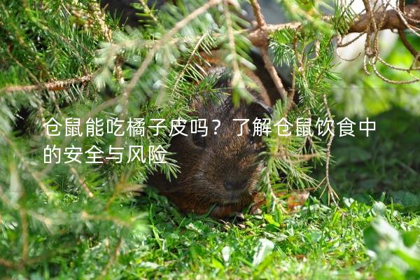 仓鼠能吃橘子皮吗？了解仓鼠饮食中的安全与风险
