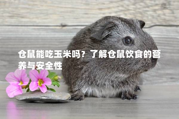 仓鼠能吃玉米吗？了解仓鼠饮食的营养与安全性