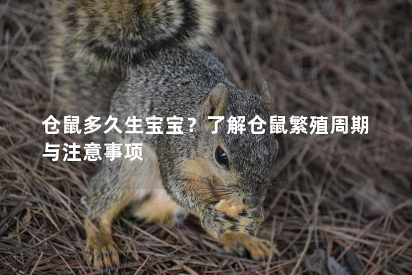 仓鼠多久生宝宝？了解仓鼠繁殖周期与注意事项