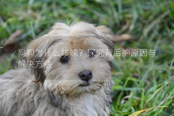 狗狗为什么哆嗦？探究背后的原因与解决方法