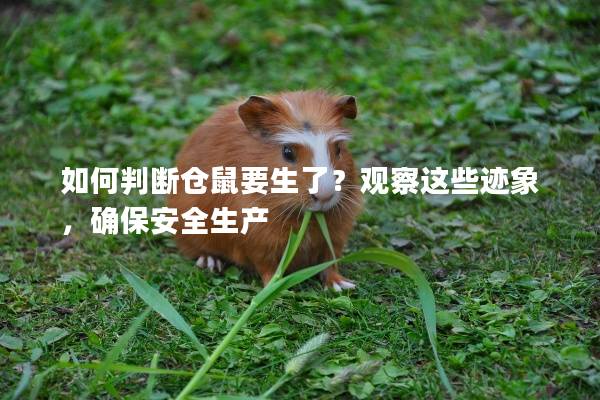 如何判断仓鼠要生了？观察这些迹象，确保安全生产