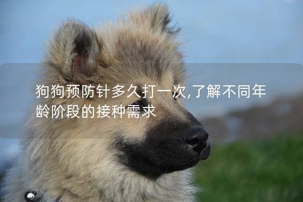 狗狗预防针多久打一次,了解不同年龄阶段的接种需求 狗狗预防针多久打一次,了解不同年龄阶段的接种需求