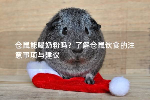 仓鼠能喝奶粉吗？了解仓鼠饮食的注意事项与建议