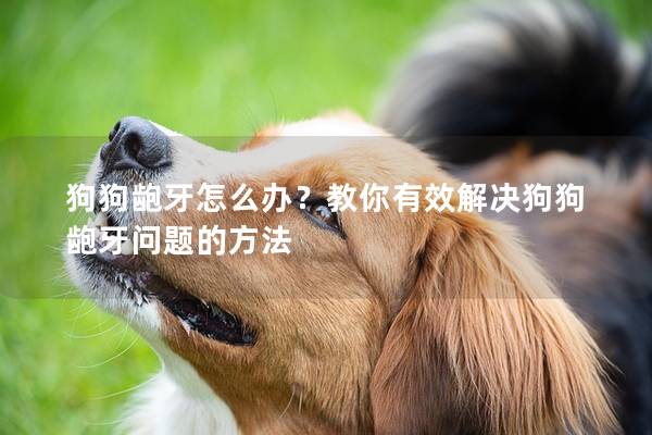 狗狗龅牙怎么办？教你有效解决狗狗龅牙问题的方法