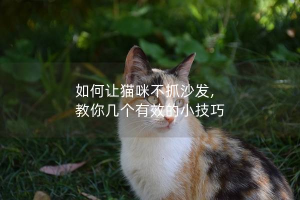 如何让猫咪不抓沙发, 教你几个有效的小技巧