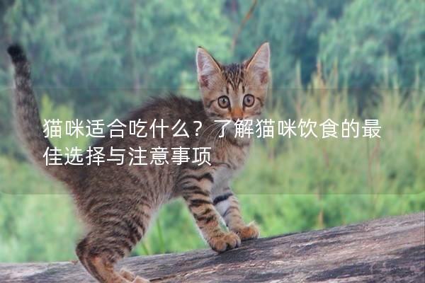 猫咪适合吃什么？了解猫咪饮食的最佳选择与注意事项