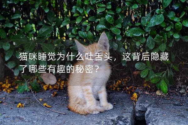 猫咪睡觉为什么吐舌头，这背后隐藏了哪些有趣的秘密？