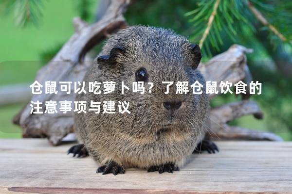 仓鼠可以吃萝卜吗？了解仓鼠饮食的注意事项与建议