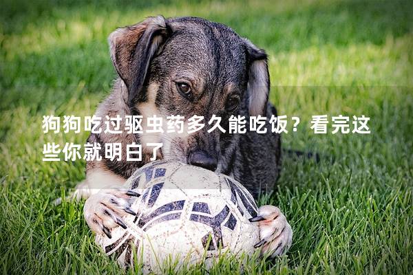 狗狗吃过驱虫药多久能吃饭？看完这些你就明白了