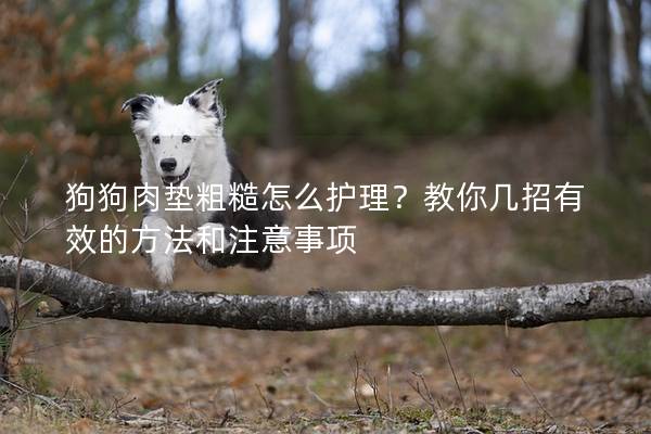 狗狗肉垫粗糙怎么护理？教你几招有效的方法和注意事项