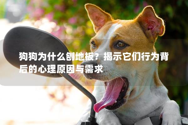 狗狗为什么刨地板？揭示它们行为背后的心理原因与需求