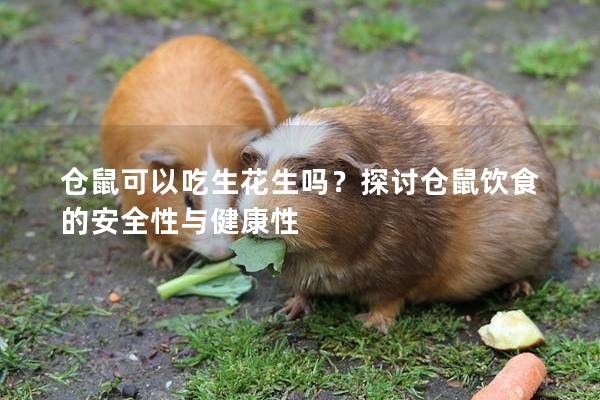 仓鼠可以吃生花生吗？探讨仓鼠饮食的安全性与健康性