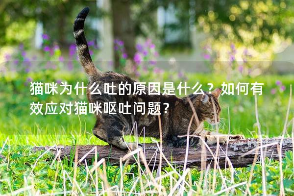 猫咪为什么吐的原因是什么？如何有效应对猫咪呕吐问题？