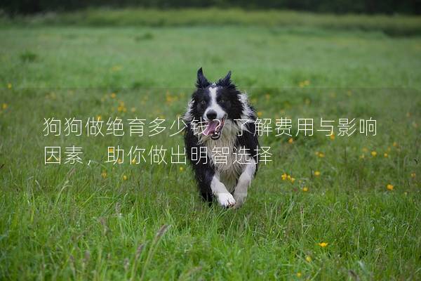 狗狗做绝育多少钱？了解费用与影响因素，助你做出明智选择