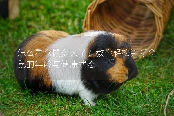 怎么看仓鼠多大了？教你轻松判断仓鼠的年龄与健康状态