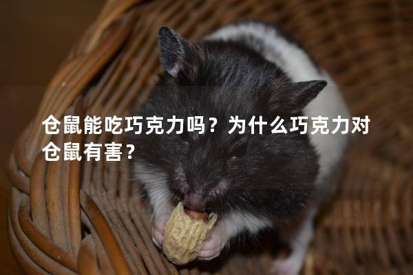 仓鼠能吃巧克力吗？为什么巧克力对仓鼠有害？