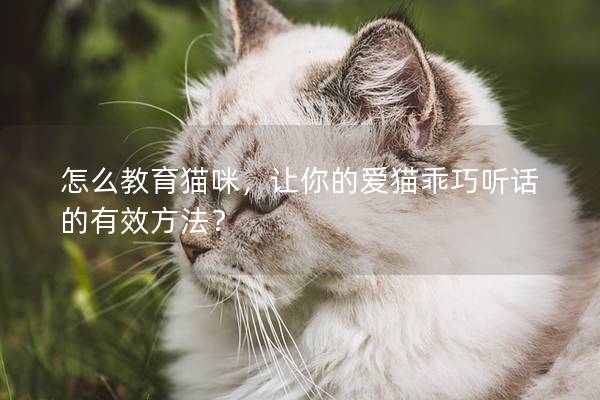 怎么教育猫咪，让你的爱猫乖巧听话的有效方法？