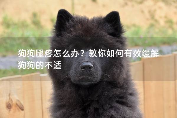 狗狗腿疼怎么办？教你如何有效缓解狗狗的不适