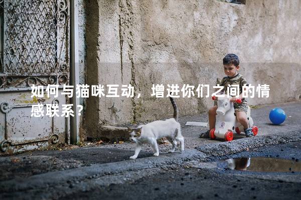 如何与猫咪互动，增进你们之间的情感联系？