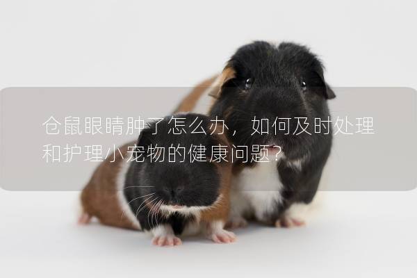 仓鼠眼睛肿了怎么办,如何及时处理和护理小宠物的健康问题? 仓鼠眼睛肿了怎么办,如何及时处理和护理小宠物的健康问题?