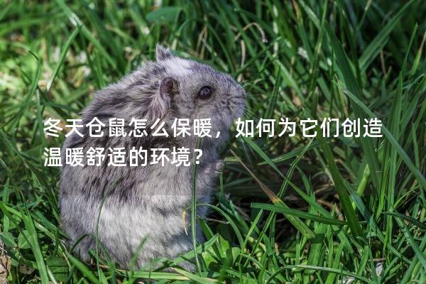 冬天仓鼠怎么保暖,如何为它们创造温暖舒适的环境? 冬天仓鼠怎么保暖,如何为它们创造温暖舒适的环境?