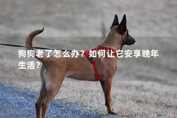 狗狗老了怎么办？如何让它安享晚年生活？