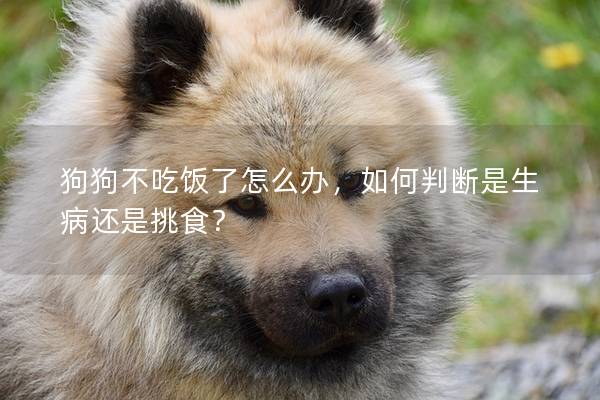 狗狗不吃饭了怎么办，如何判断是生病还是挑食？