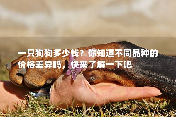 一只狗狗多少钱?你知道不同品种的价格差异吗,快来了解一下吧 一只狗狗多少钱?你知道不同品种的价格差异吗,快来了解一下吧