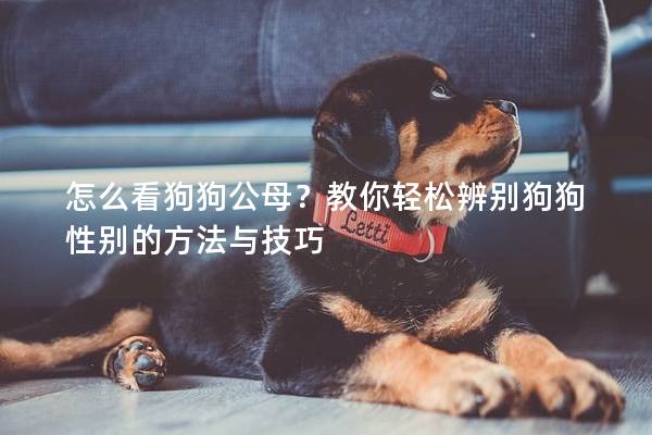 怎么看狗狗公母？教你轻松辨别狗狗性别的方法与技巧