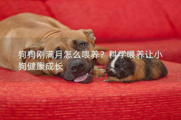 狗狗刚满月怎么喂养？科学喂养让小狗健康成长