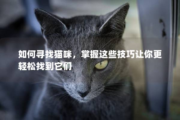 如何寻找猫咪，掌握这些技巧让你更轻松找到它们