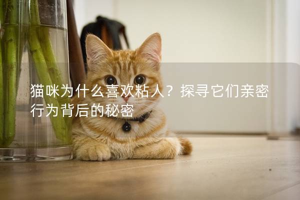 猫咪为什么喜欢粘人？探寻它们亲密行为背后的秘密