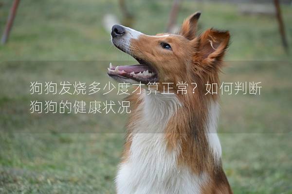 狗狗发烧多少度才算正常？如何判断狗狗的健康状况