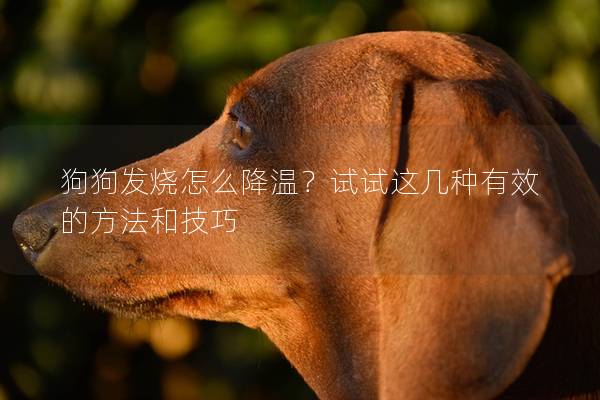 狗狗发烧怎么降温？试试这几种有效的方法和技巧