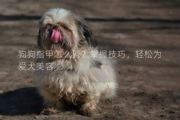 狗狗指甲怎么剪？掌握技巧，轻松为爱犬美容