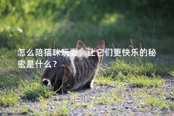 怎么陪猫咪玩耍，让它们更快乐的秘密是什么？
