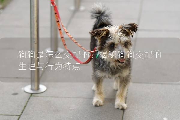 狗狗是怎么交配的？揭秘狗狗交配的生理与行为特点